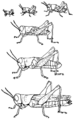 Grasshoppermetasnodgrass