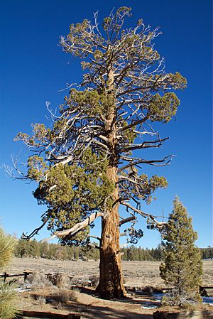 Archivo:Hangmans Tree - Gold Fever Trail - Big Bear California
