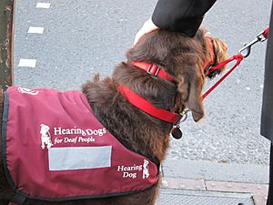 Archivo:Hearing dog, 2011