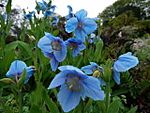 Himalayan Blue Poppy (Meconopsis grandis) - Jura House Gardens - geograph.org.uk - 1327483.jpg