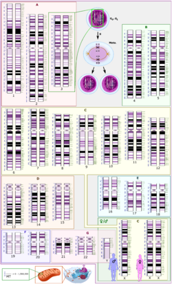 Archivo:Human karyotype with bands and sub-bands
