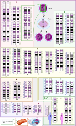 Archivo:Human karyotype with bands and sub-bands