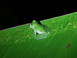 Hyalinobatrachium valerioi Costa Rica.JPG