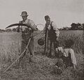 In The Barley Harvest