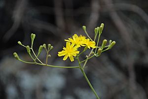 Archivo:Inflorescencia Sonchus leptocephalus