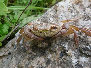 Archivo:Land Crab (6945097036)