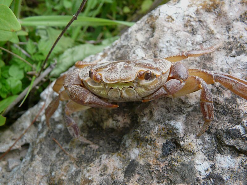 Land Crab (6945097036)