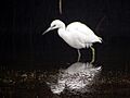 Little Blue Heron - winter plumage