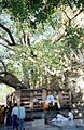 Mahabodhitree