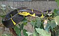Mangrovennachtbaumnatter (Boiga dendrophila) (2)