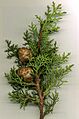 Med Cypress