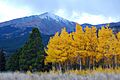 Mount silverheels