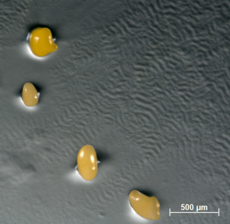 Archivo:Myxococcus xanthus fruiting bodies and rippling