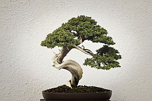 Archivo:National Bonsai & Penjing Museum (15730143342)