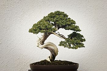 Un bonsái de estilo Moyogi