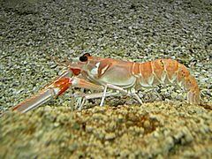 Nephrops norvegicus