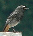 Oiseau-zarb-3