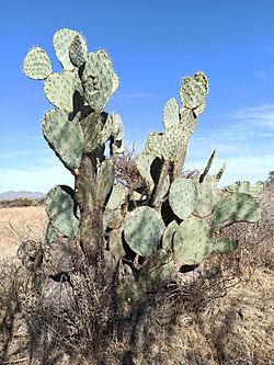 Nopal tapón para Niños