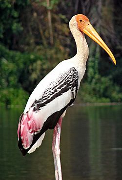 Archivo:Painted Stork