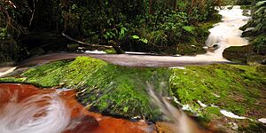 Archivo:Parque Cueva de los Guacharos