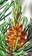 Pine cones, immature male.jpg