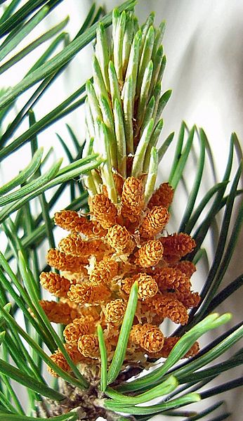 Pine cones, immature male