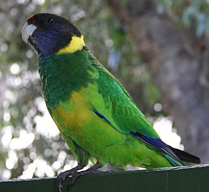 Archivo:Port Lincoln parrot at Augusta profile