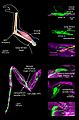 Proprioception image-01