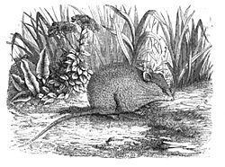 Pseudomys albocinereus.jpg