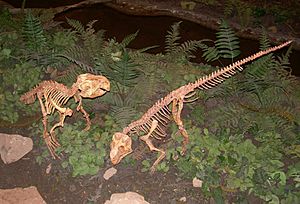 Archivo:Psittacosaurus skeletons