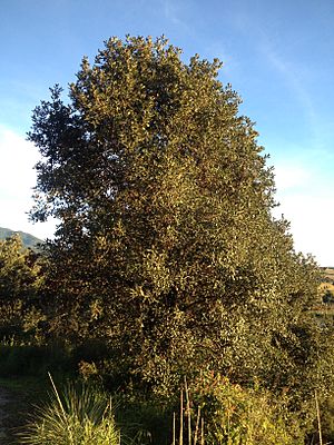 Archivo:Quercus rugosa