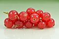 Redcurrant (Ribes rubrum) fruits