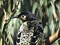 Regenthoneyeater