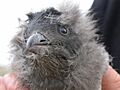 Rhino auklet chick