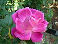 Rosa chinensis petals