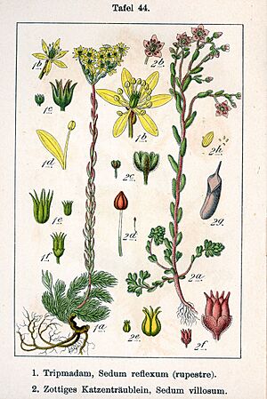 Archivo:Sedum spp Sturm44