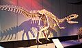 Sinraptor dongi