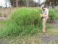 Starr-120608-7263-Cynodon nlemfuensis-habit with Kim-Ulupalakua Ranch-Maui (24514469374)