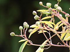 Archivo:Starr 070205-4092 Euphorbia leucocephala