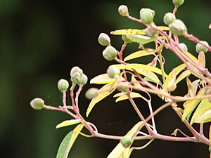Archivo:Starr 070205-4092 Euphorbia leucocephala