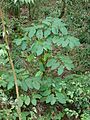 Starr 070321-6107 Piper auritum