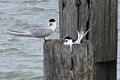 Sterna striata -Bayswater, Auckland City, New Zealand -adults and nest-8