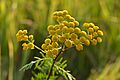 Tanacetum vulgare - harilik soolikarohi Keilas1