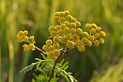 Archivo:Tanacetum vulgare - harilik soolikarohi Keilas1