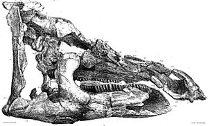 Archivo:Telmatosaurus