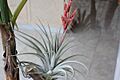 Tillandsia guelzii 20081213