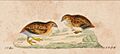 Turnix velox - 1820-1863 - Print - Iconographia Zoologica - Special Collections University of Amsterdam - UBA01 IZ17100171 Cropped