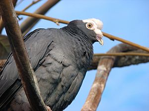 Archivo:White Crowned Pigeon 002