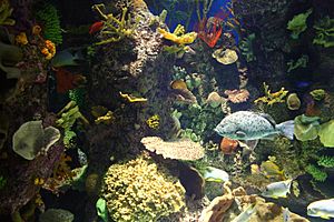 Archivo:Wild Reef at Shedd Aquarium 2, 2009-11-15