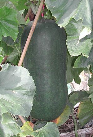 Archivo:Winter melon